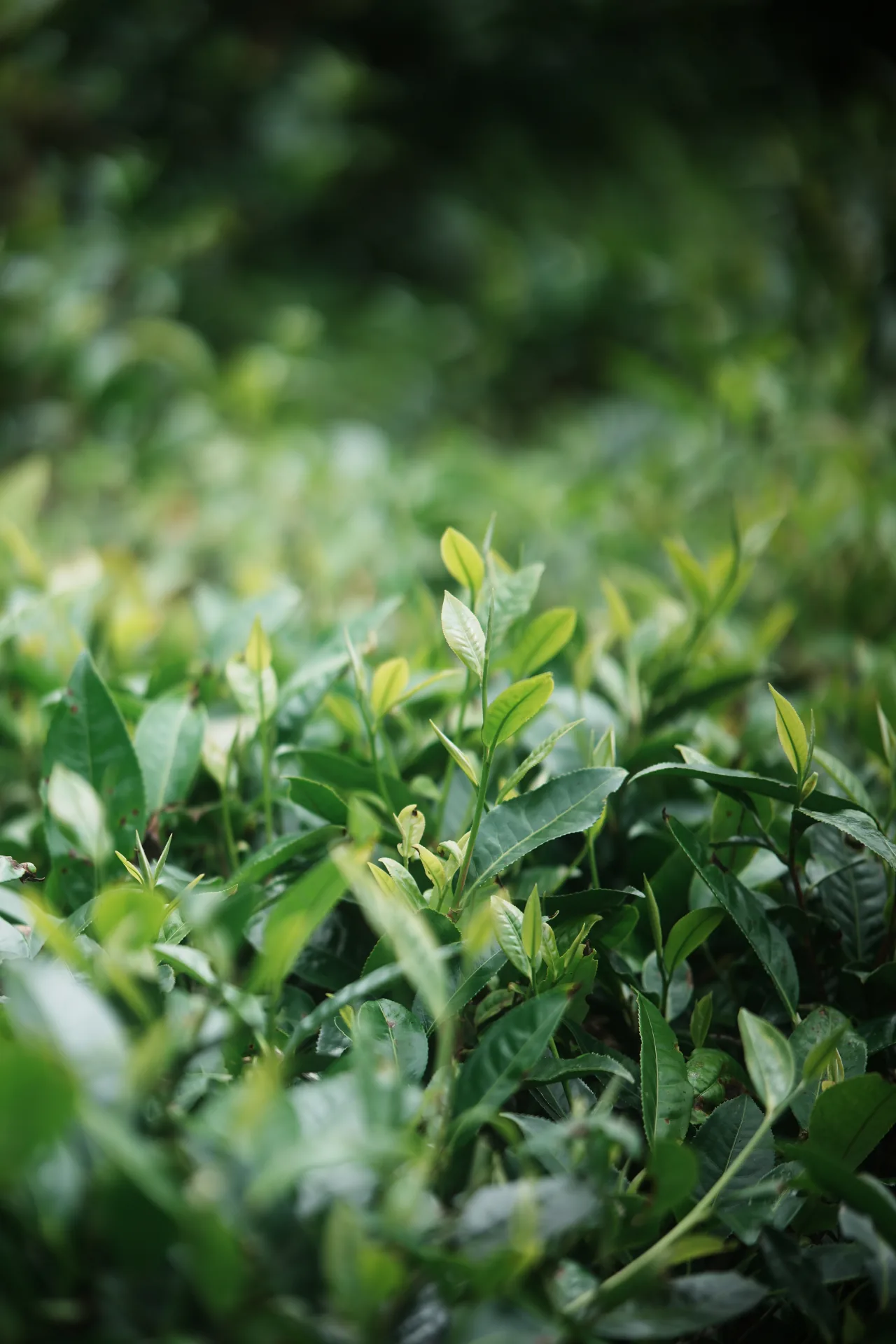 腾冲茶园中正在生长的茶树嫩芽