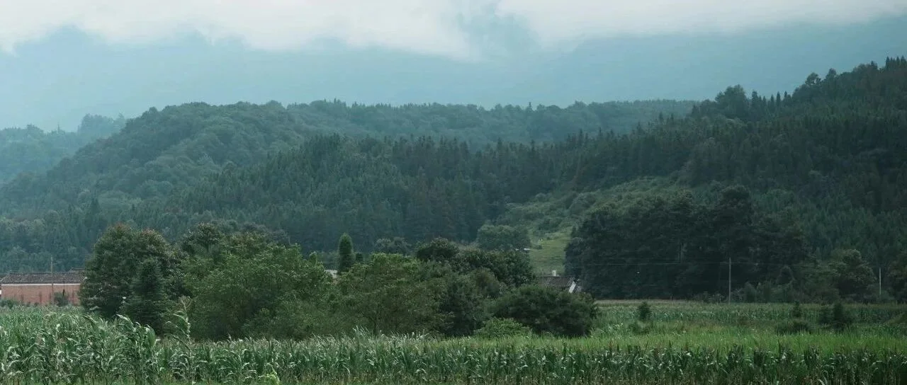 腾冲乡村玉米地、树林与远山景观